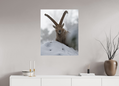 Bouquetin / Ibex