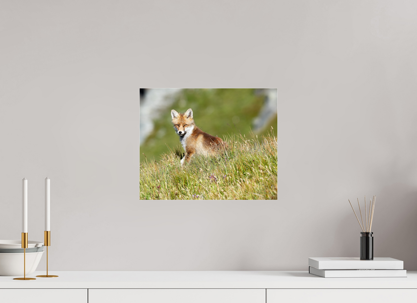 Autres animaux / Other animals