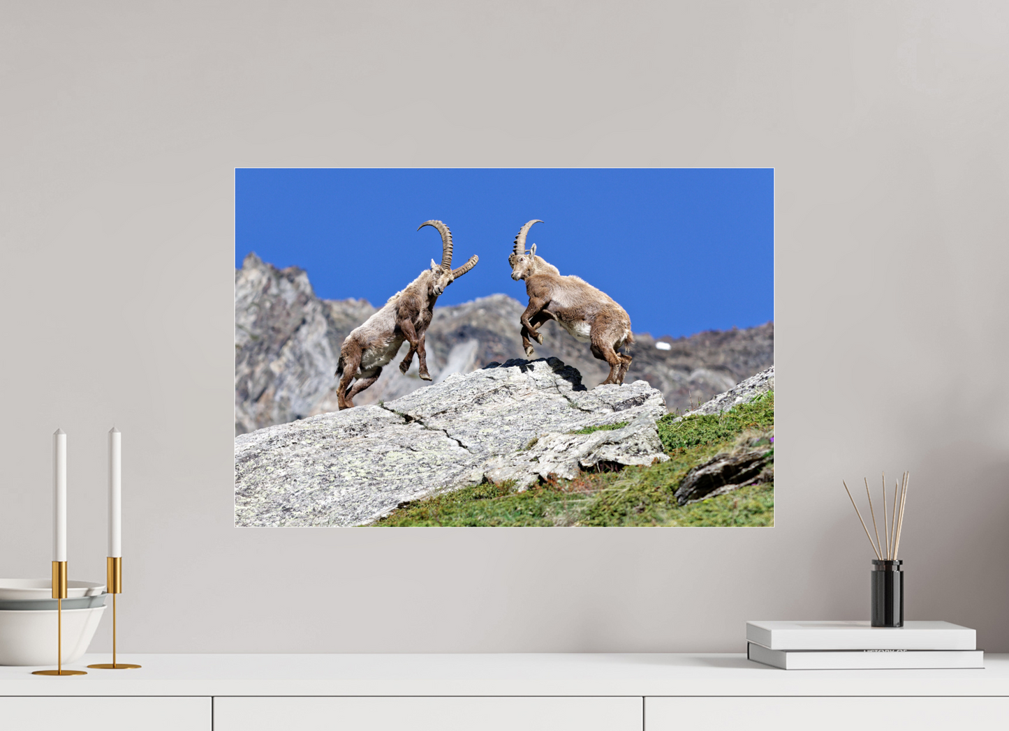 Bouquetin / Ibex