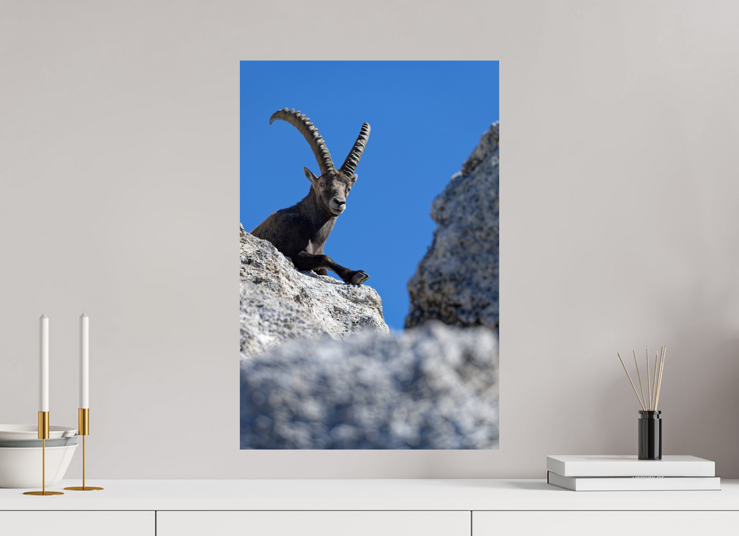 Bouquetin / Ibex