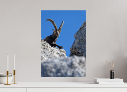 Bouquetin / Ibex