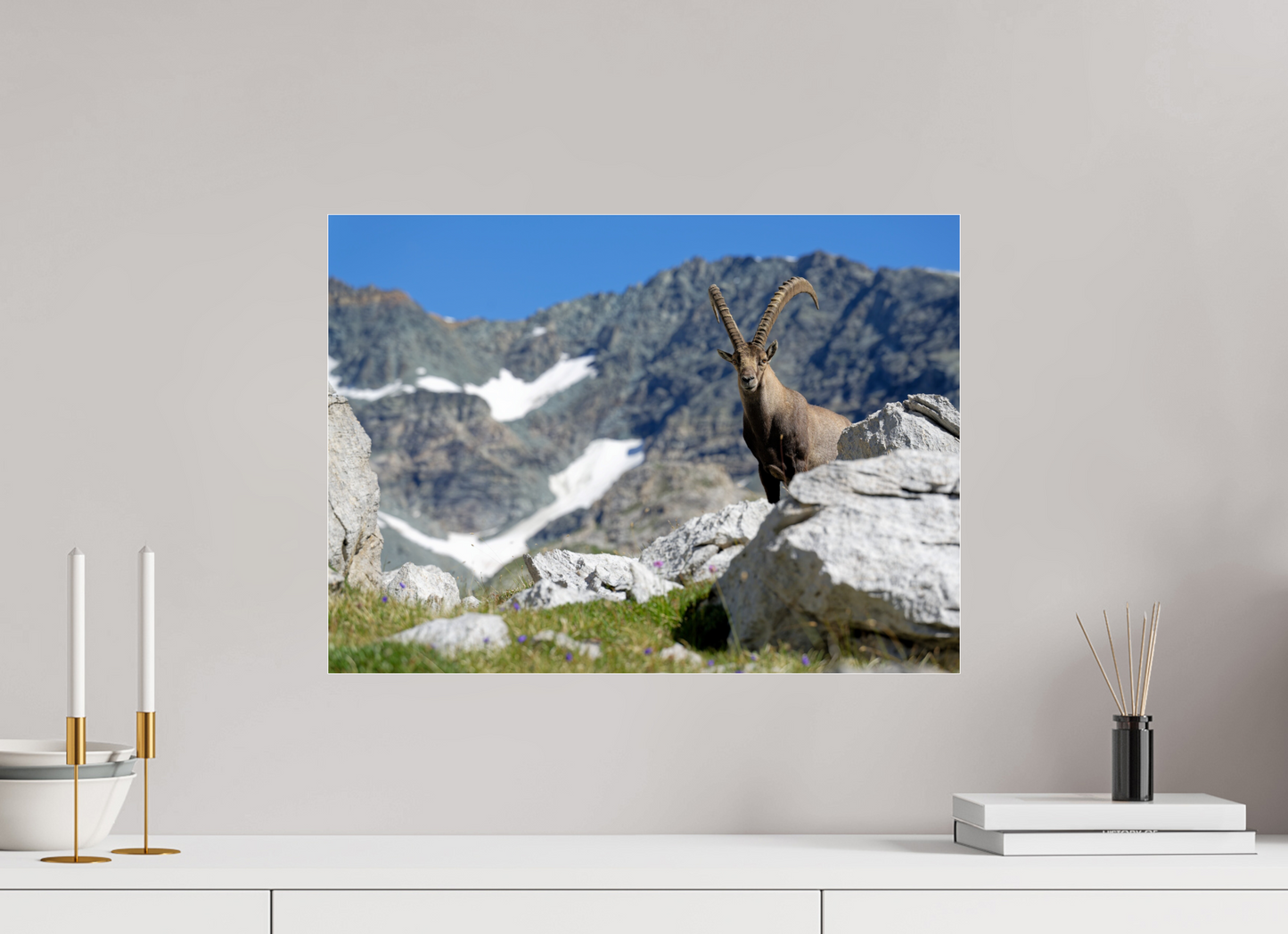 Bouquetin / Ibex