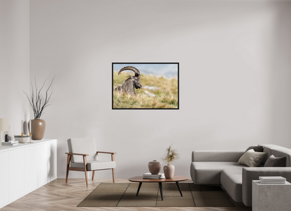 Bouquetin / Ibex