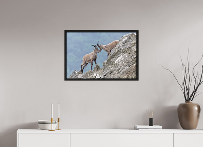 Bouquetin / Ibex