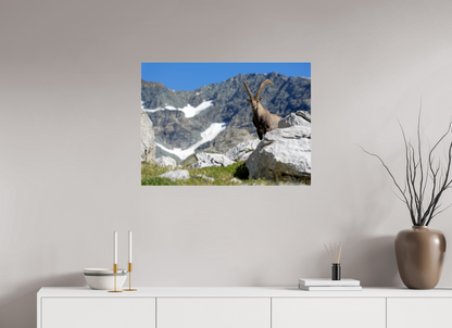 Bouquetin / Ibex