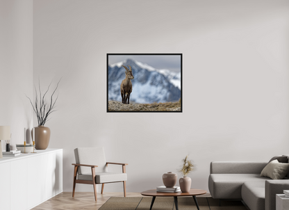 Bouquetin / Ibex
