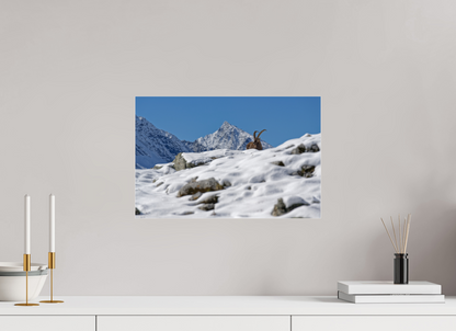 Bouquetin / Ibex
