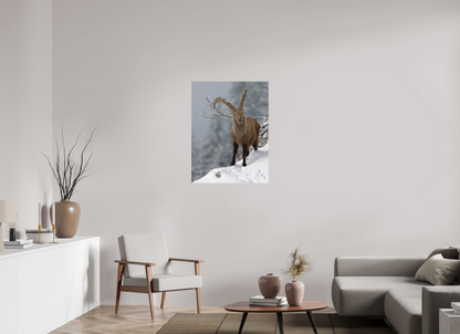 Bouquetin / Ibex
