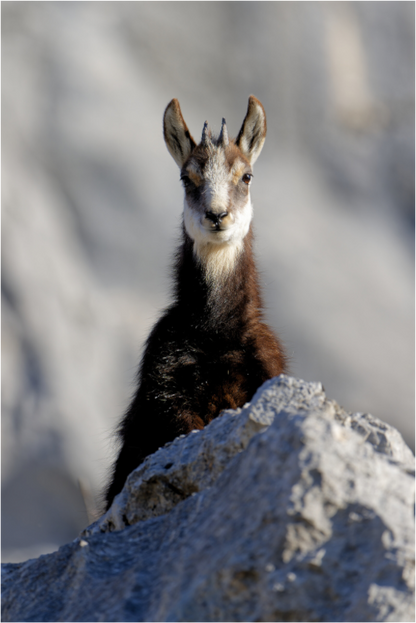 Chamois