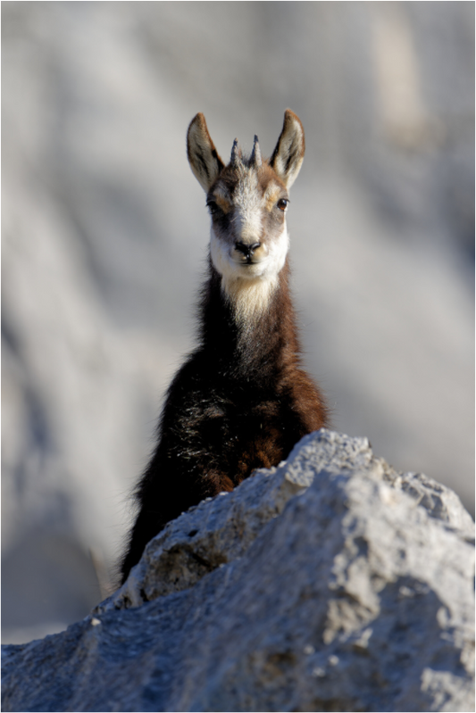Chamois