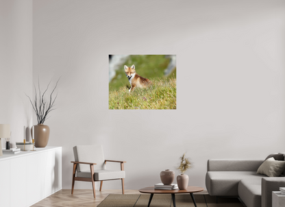 Autres animaux / Other animals