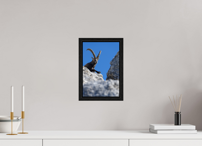 Bouquetin / Ibex