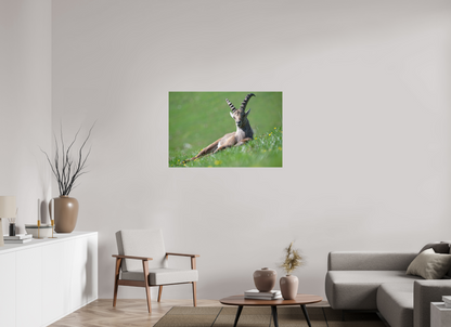 Bouquetin / Ibex
