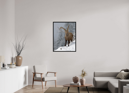 Bouquetin / Ibex