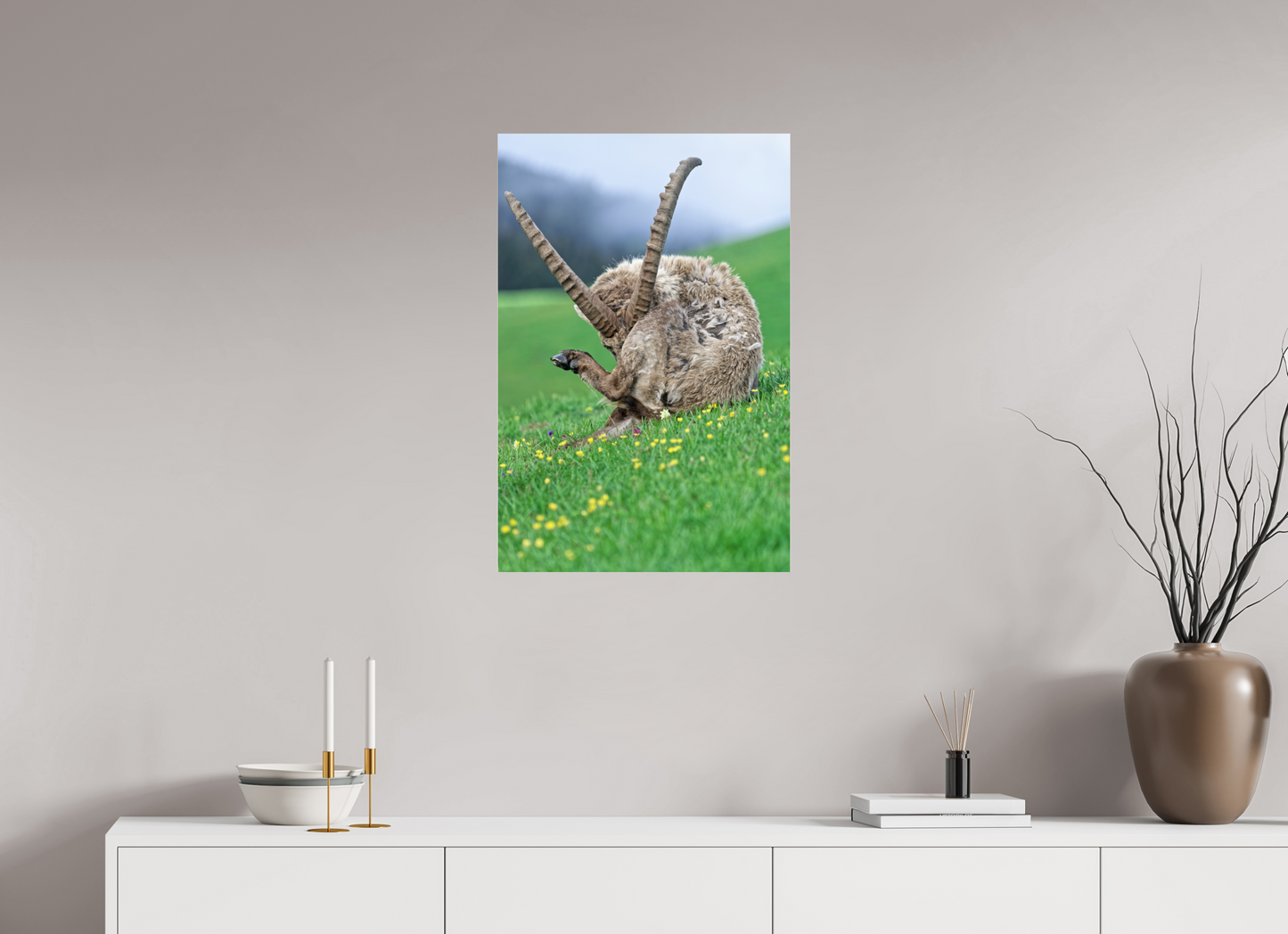 Bouquetin / Ibex