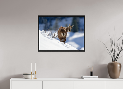 Chamois
