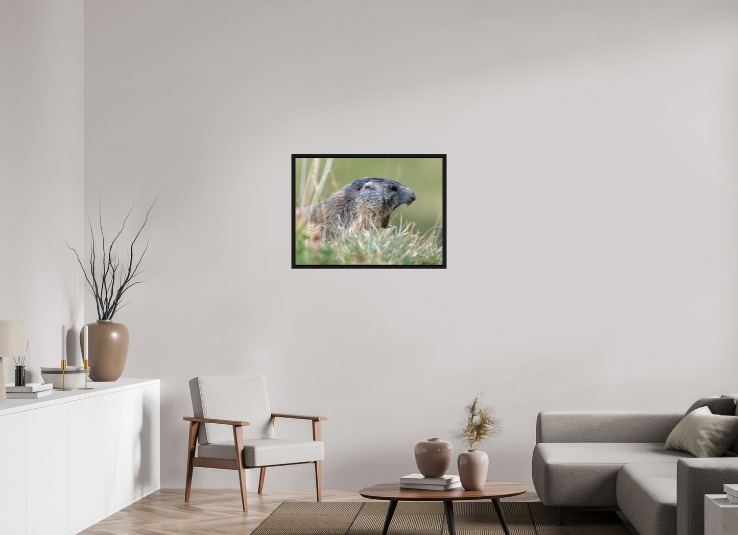 Marmotte / Groundhog