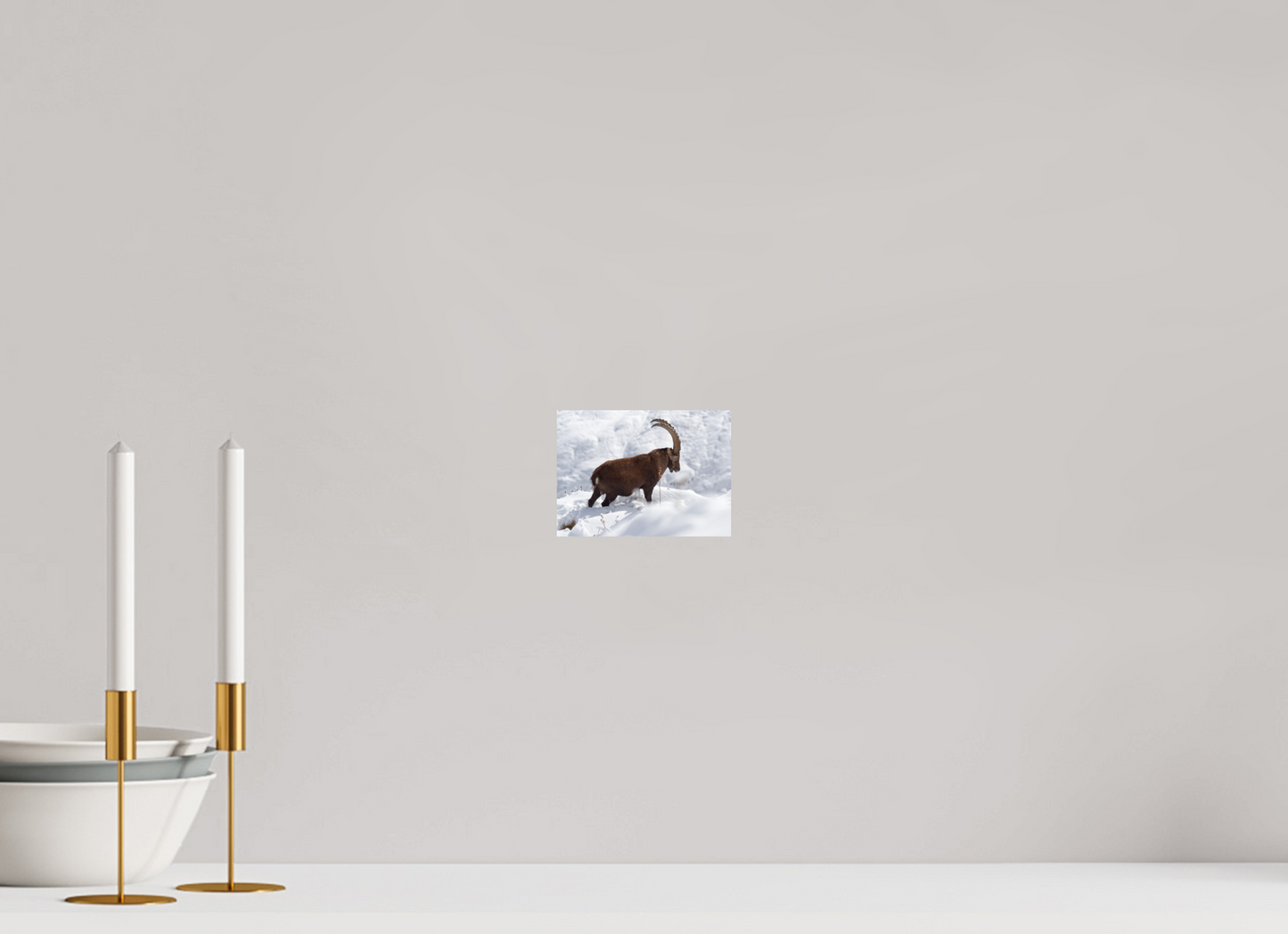 Bouquetin / Ibex