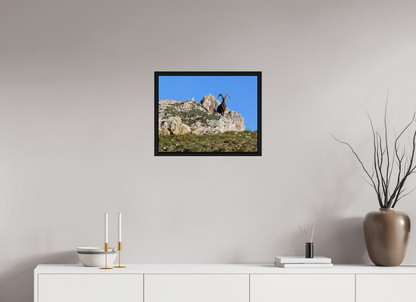 Bouquetin / Ibex