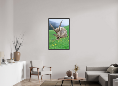 Bouquetin / Ibex