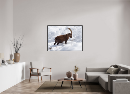 Bouquetin / Ibex