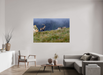 Bouquetin / Ibex