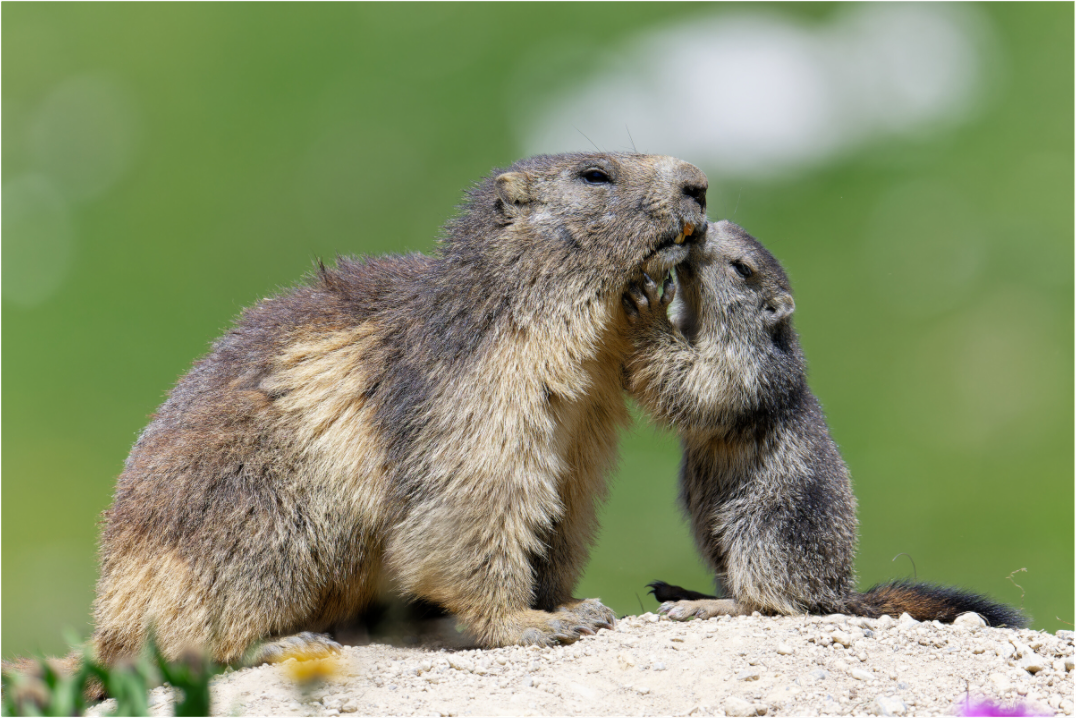 Marmotte / Groundhog