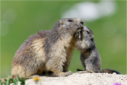 Marmotte / Groundhog