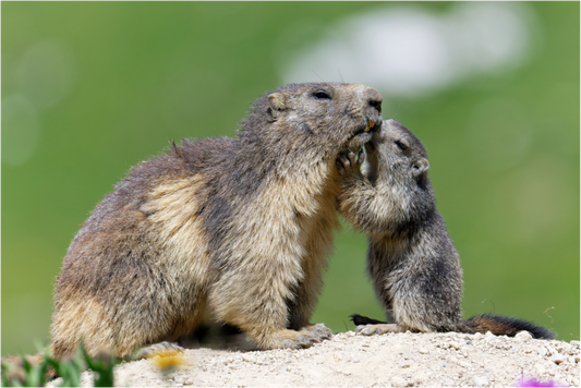 Marmotte / Groundhog