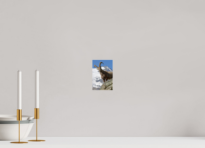 Bouquetin / Ibex