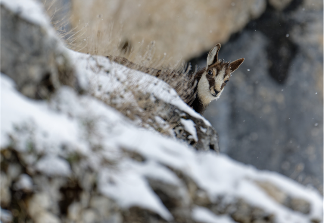 Chamois