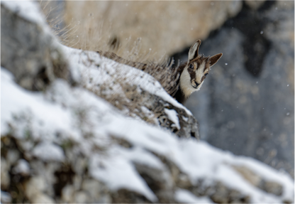 Chamois