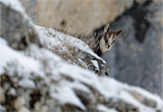 Chamois