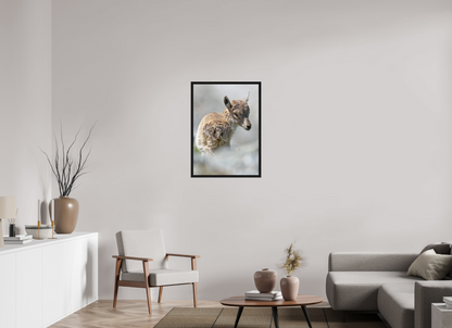Bouquetin / Ibex
