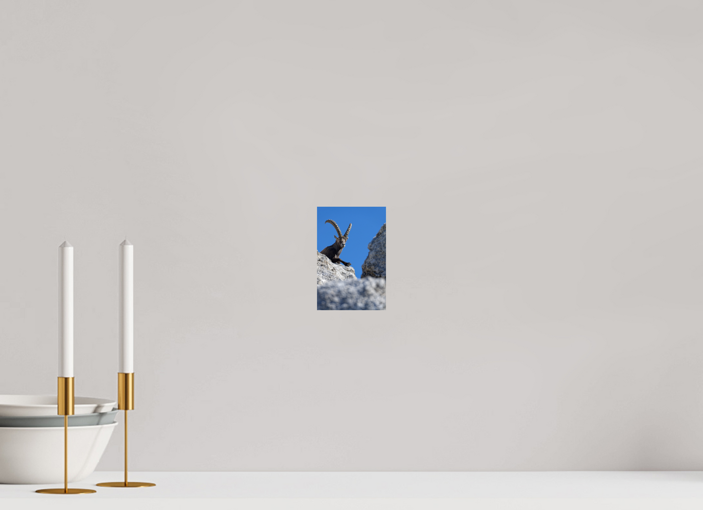 Bouquetin / Ibex