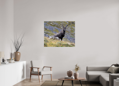 Bouquetin / Ibex