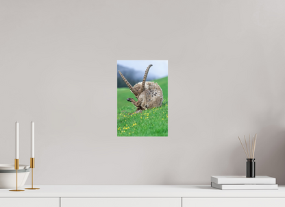 Bouquetin / Ibex