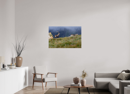 Bouquetin / Ibex