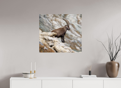 Bouquetin / Ibex