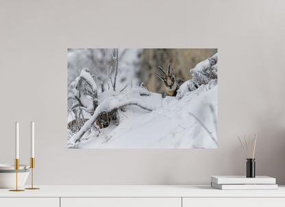 Chamois