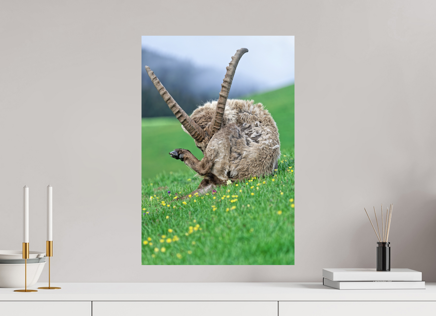 Bouquetin / Ibex