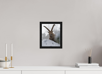 Bouquetin / Ibex