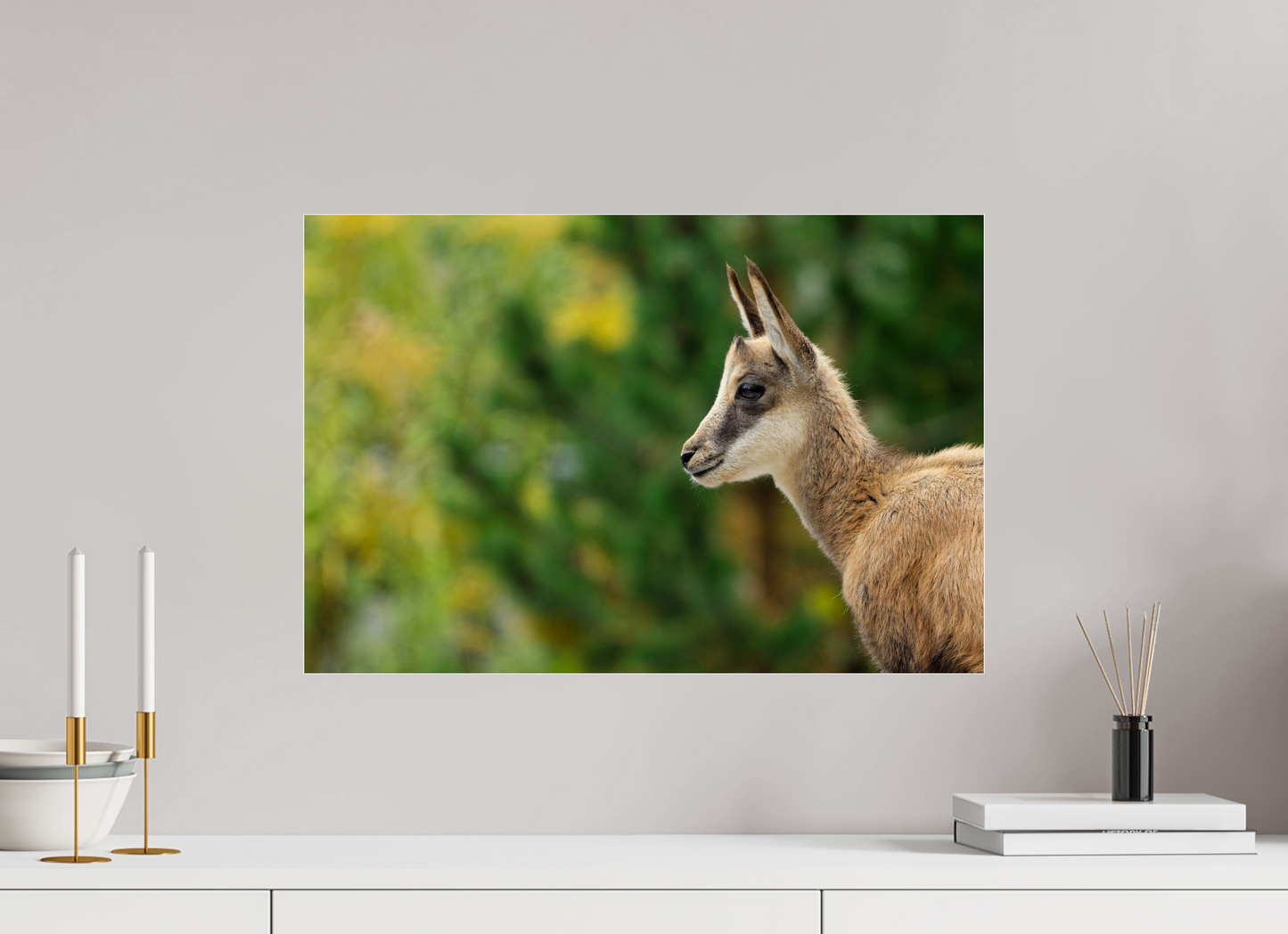 Chamois