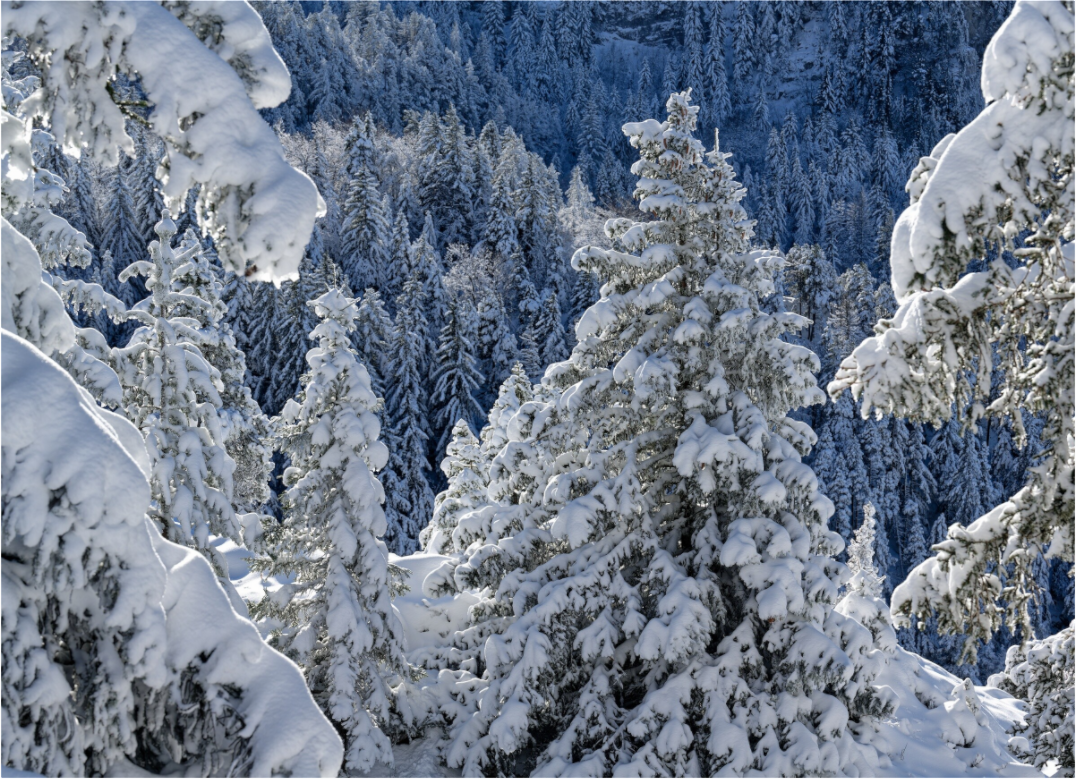 Hiver / Winter