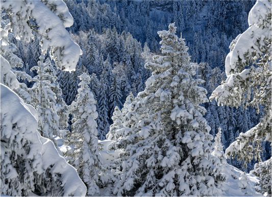 Hiver / Winter