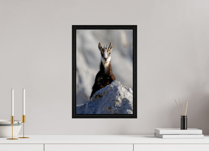 Chamois