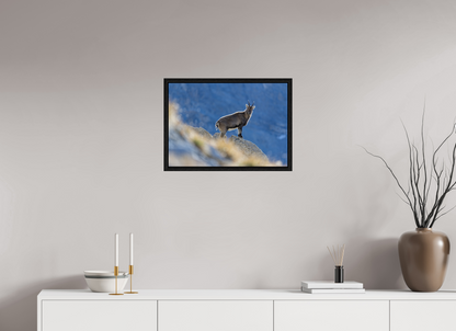Bouquetin / Ibex