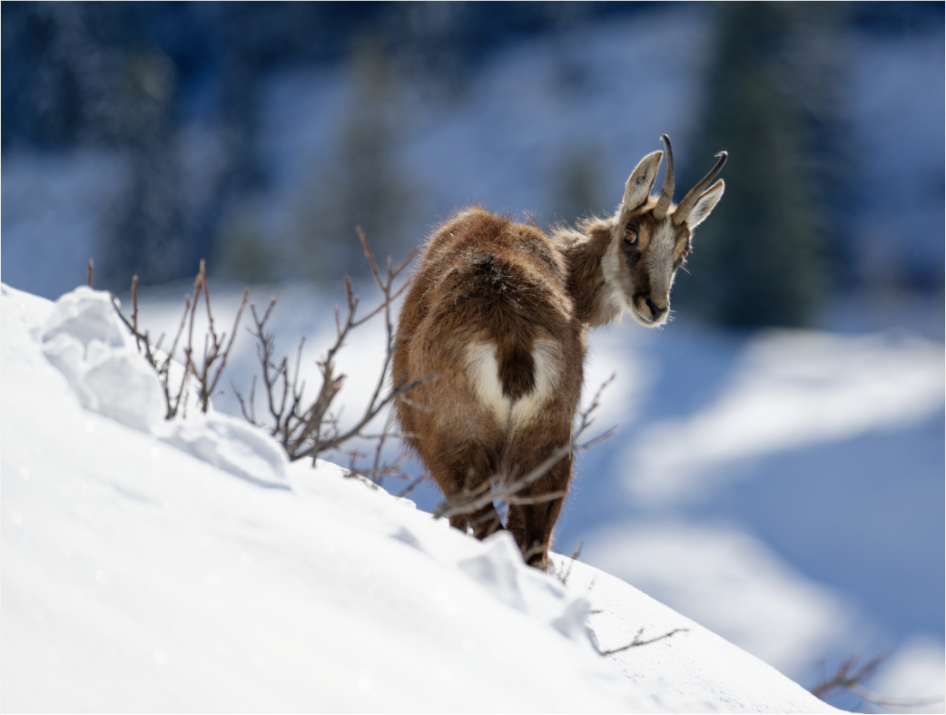 Chamois