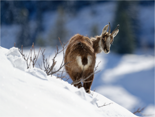 Chamois
