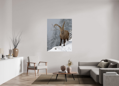 Bouquetin / Ibex